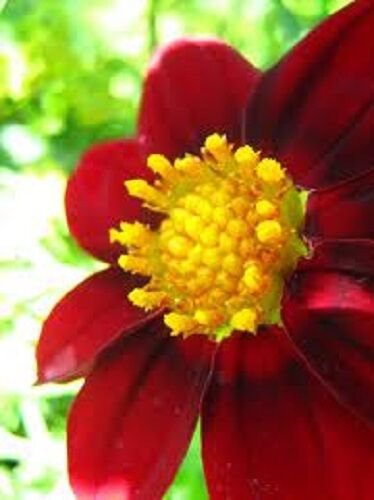 New Roxy Mignon Red Dahlia Flower Seeds 15