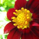 New Roxy Mignon Red Dahlia Flower Seeds 15