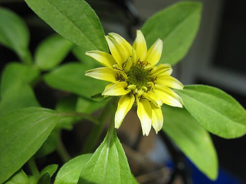 30 Vanilla Sprite Creeping Zinnia Flower Seeds Annual