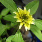 30 Vanilla Sprite Creeping Zinnia Flower Seeds Annual