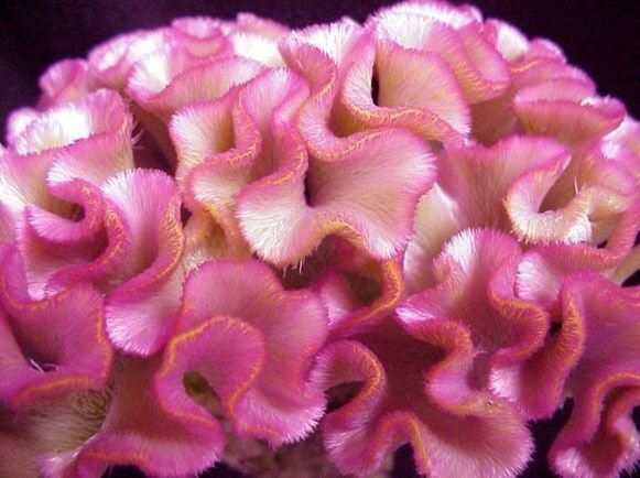 30 Rose Colored Cockscomb Celosia Flower Seeds