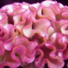 30 Rose Colored Cockscomb Celosia Flower Seeds