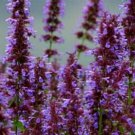 30 Nepeta Parnassica Catmint Flower Seeds Perennial