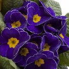 New 15 Megan Primrose Primula Flower Seeds Perennial