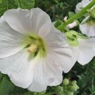 Giant Pure White Danish Hollyhock Flower Seeds 50 Long Lasting Perennial