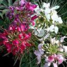 Giant Queen Mix Cleome Spider Flower Seeds Perennial