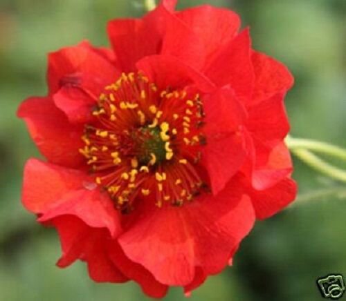 50 Extra Large Red Blazing Sunset Geum Flower Seeds Perennial