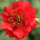 50 Extra Large Red Blazing Sunset Geum Flower Seeds Perennial
