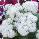 50 Pure White Ageratum Flower Seeds Long Lasting Annual