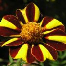 30 Harlequin Marigold Flower Seeds