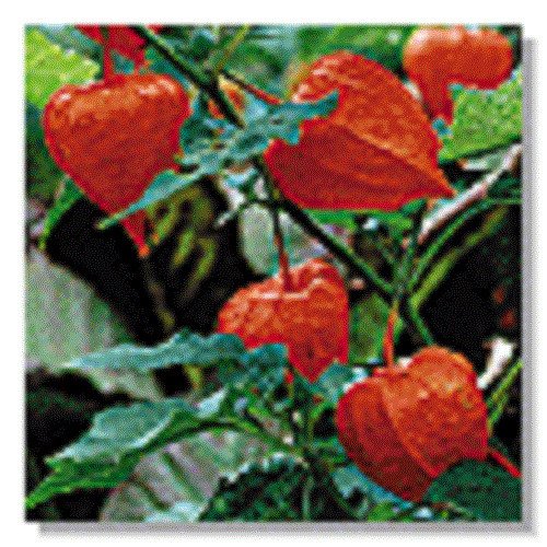 Physallis Chinese Lantern Flower Seeds Perennial