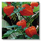 Physallis Chinese Lantern Flower Seeds Perennial