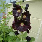 50 Danish Black Hollyhock Flower Seeds Perennial