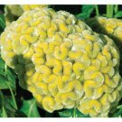 30 Yellow Lime Cockscomb Celosia Flower Seeds