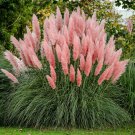 1 Pink Pampas Grass Cortaderia Starter Plant 4M 1 Live Plant