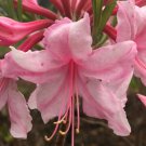 Spring Sensation Deciduous Aromi Azalea Starter Plant 4M 1 Live Plant