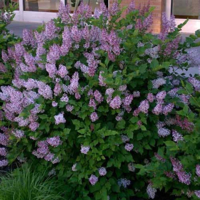 1 Miss Kim Manchurian Lilac Starter Plant 8M 1 Live Plant