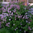 1 Miss Kim Manchurian Lilac Starter Plant 8M 1 Live Plant