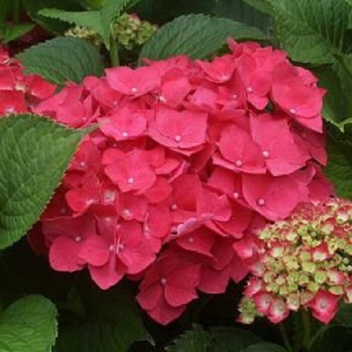 1 Masja Pink Mophead Hydrangea Starter Plant 7M 1 Live Plant