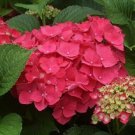 1 Masja Pink Mophead Hydrangea Starter Plant 7M 1 Live Plant