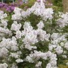 1 Madame Lemoine White French Lilac Starter Plant 7L 1 Live Plant