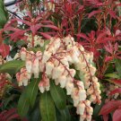 1 Mountain Fire Pieris Japonica Starter Plant 5 M 1 Live Plant