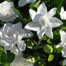 1 Summer Snow Gardenia Starter Plant 4L 1 Live Plant