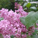 1 Edward J Gardner Pink Lilac Syringa Starter Plant 7L 1 Live Plant