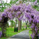 Amethyst Falls Wisteria Vine Starter Plant 5L 1 Live Plant