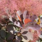 1 Grace Red Smokebush Tree Cotinus Starter Plant 4L 1 Plant