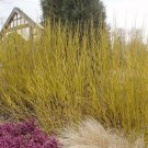 1 Buds Yellow Twig Dogwood Starter Plant 7L 1 Live Plant