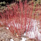 1 Cardinal Red Twig Dogwood Starter Plant 7L 1 Live Plant