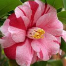 1 Lady Vansittart Variegated Camellia Japonica Starter Plant 4L 1 Plant