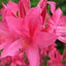 1 Rosy Lights Pink Deciduous Azalea Starter Plant 7M 1 Live Plant