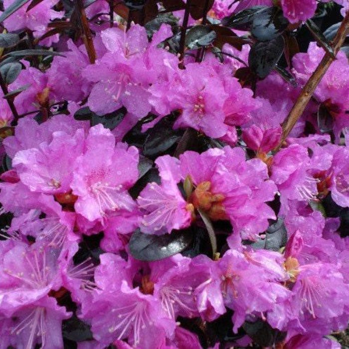 1 Pjm Elite Lavender Rhododendron Starter Plant 8L 1 Live Plant