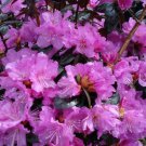 1 Pjm Elite Lavender Rhododendron Starter Plant 8L 1 Live Plant