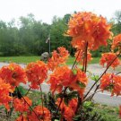 1 Mandarin Lights Orange Deciduous Azalea Starter Plant 7L 1 Live Plant