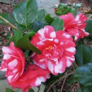 1 Governor Mouton Camellia Japonica Starter Plant 4L 1 Live Plant