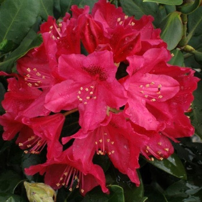 1 Nova Zembla Red Rhododendron Starter Plant 8M 1 Live Plant