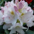 1 Cat Album White Rhododendron Starter Plant 7M 1 Live Plant