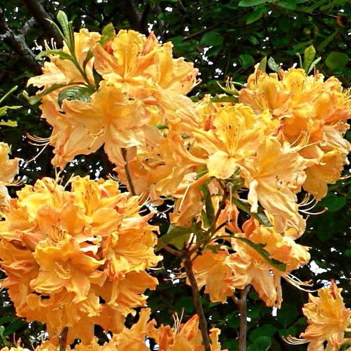 1 Golden Lights Deciduous Azalea Starter Plant 7L 1 Live Plant