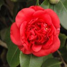 1 April Tryst Red Camellia Japonica Zone 6 Starter Plant 4L 1 Live Plant