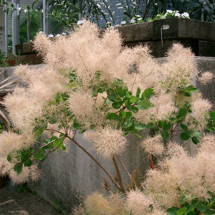 1 Young Lady Pink Smoke Bush Cotinus Starter Plant 4M 1 Live Plant