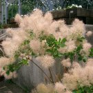 1 Young Lady Pink Smoke Bush Cotinus Starter Plant 4M 1 Live Plant