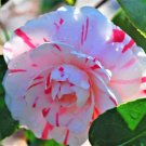 1 La Peppermint Camellia Japonica Starter Plant 4L 1 Live Plant