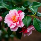 1 Tri Color Camellia Japonica Starter Plant 4L 1 Live Plant