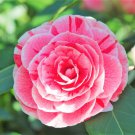 1 Dads Pink Camellia Japonica Starter Plant 4L 1 Live Plant