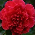 1 Kramers Supreme Red Camellia Japonica Starter Plant 4L 1 Plant