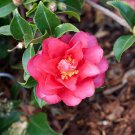1 Shishi Gashira Camellia Sasanqua Starter Plant 4L 1 Live Plant