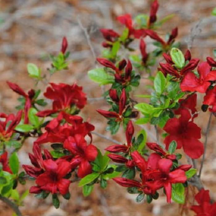 Midnight Flare Red Azalea Live Plant 1 Qt